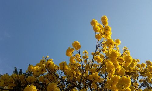 tree lapacho yellow flowers