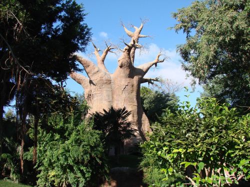 tree mountain dry tree