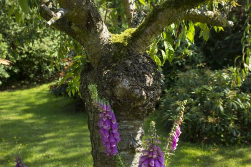 tree nature log