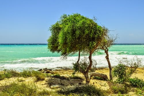 tree dunes sea