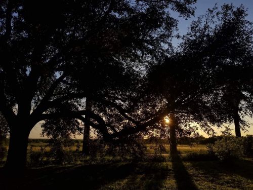 tree sunset beautiful