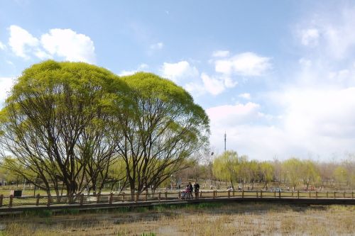 tree sky clouds