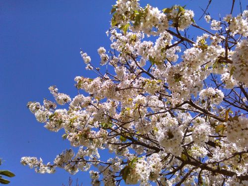 tree flowers flower