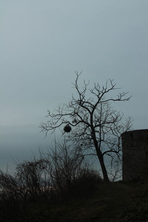 tree dark mistletoe