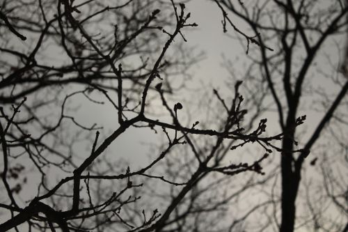 tree dark autumn