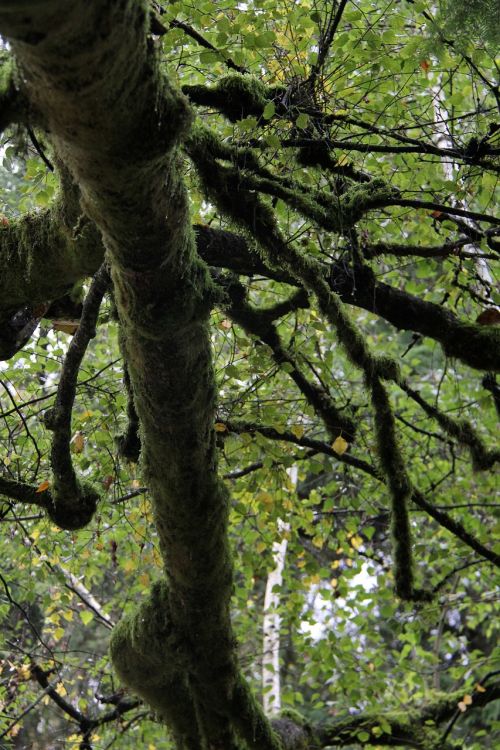 tree under tree mossy tree