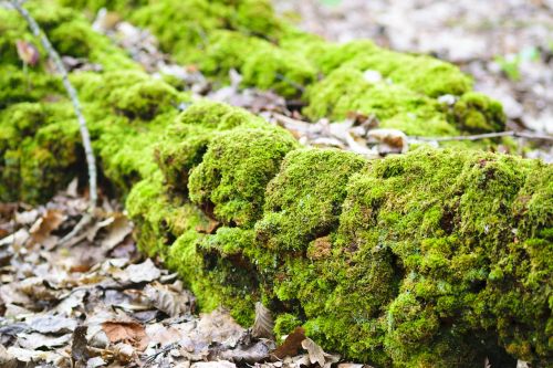 tree bark moss