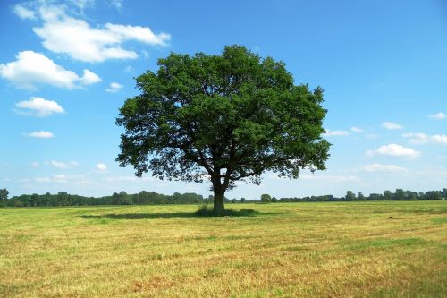 tree landscape nature