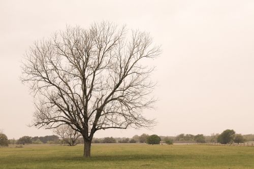 tree field branch