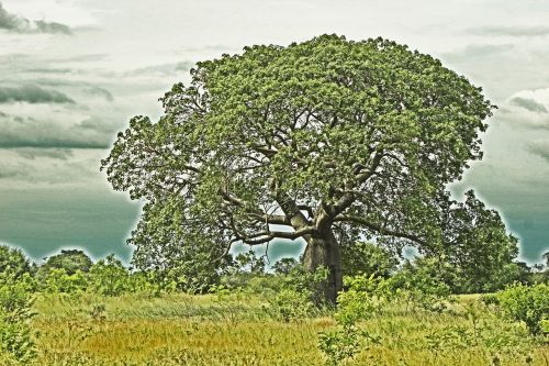 tree landscape nature