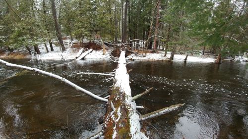 tree bridge water