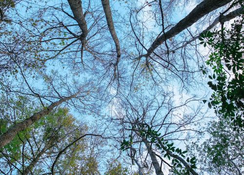 tree sky autumn