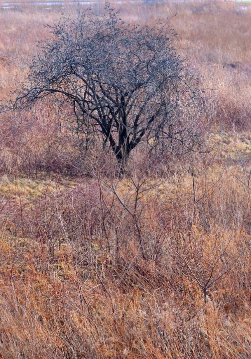 tree winter desolate