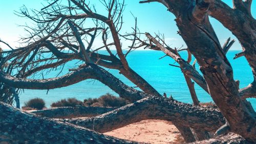 tree beach cliffs