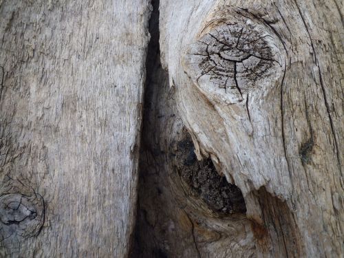 tree old log