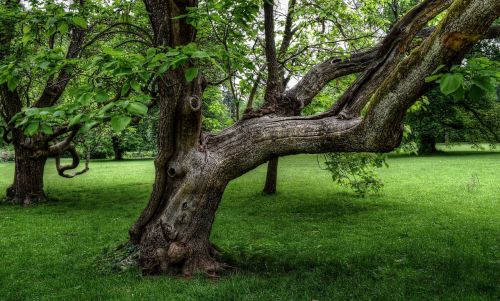 tree old nature