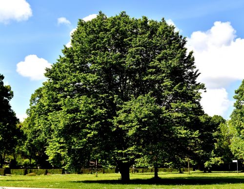 tree nature landscape