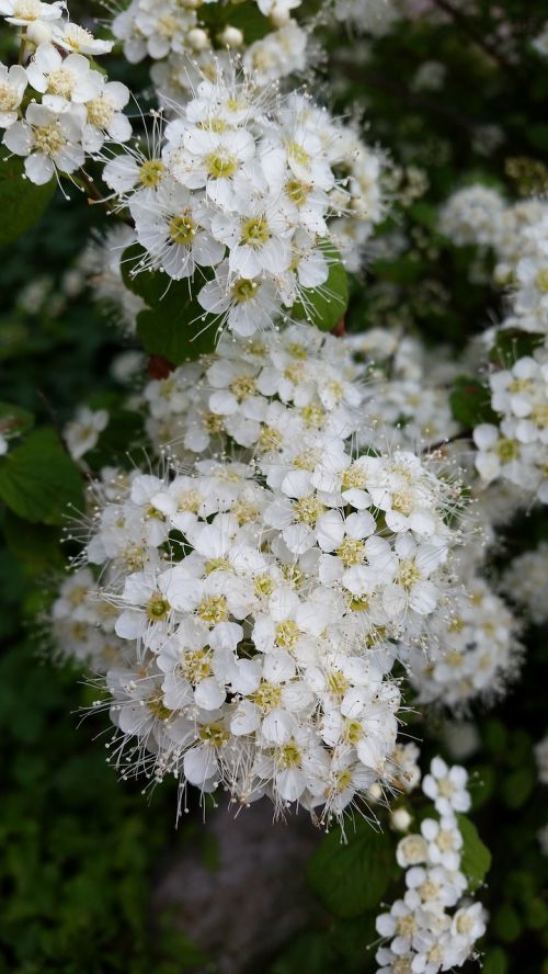 tree flower white