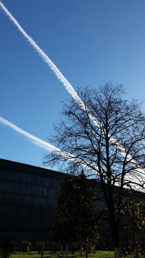 tree chemtrails trails