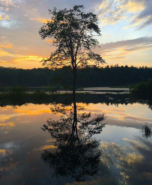 tree sunset lake