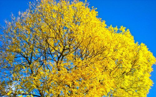 tree autumn yellow