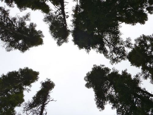 tree sky nature