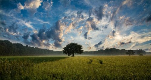 tree field cornfield