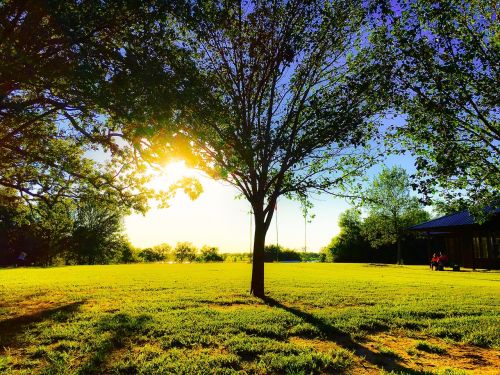 tree grass sunset