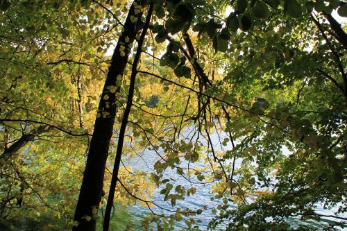 tree lake landscape