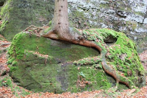 tree root overgrown