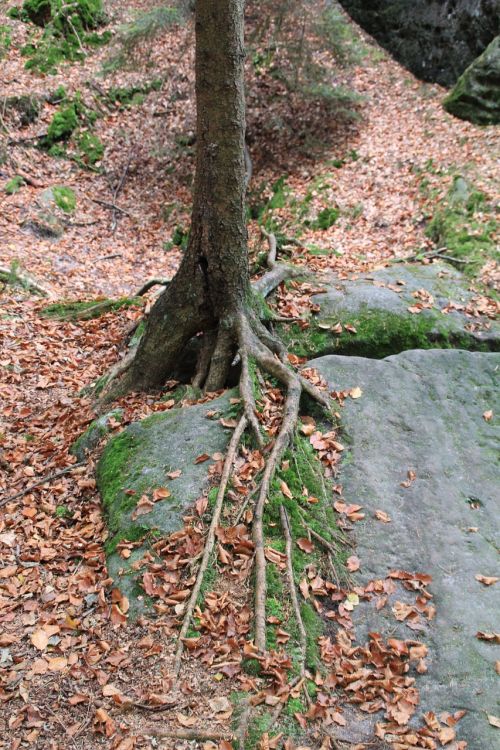 tree root overgrown