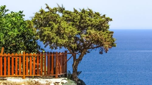 tree sea cliff