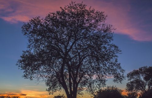 tree sunset nature