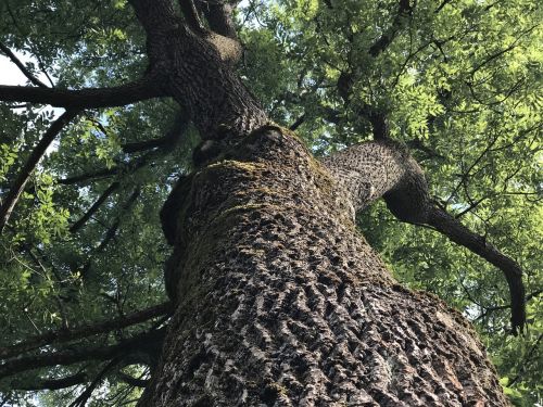 tree summer nature