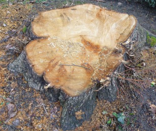 tree log annual rings