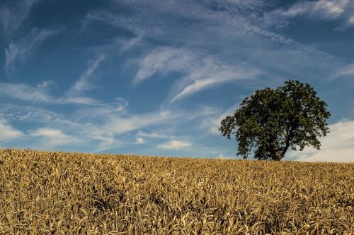 tree field sky