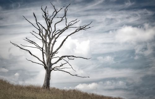 tree dead dry