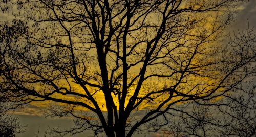 tree branch sky