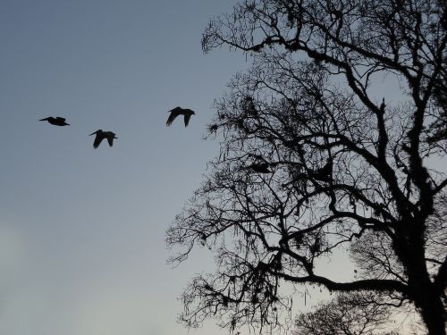 tree branches birds