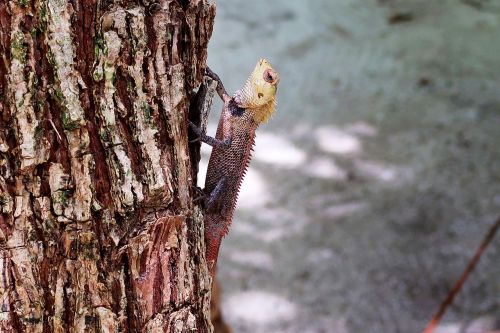 tree lizard animal