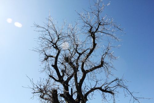 tree winter icicles