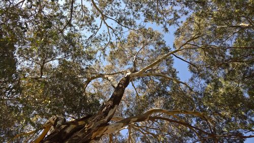 tree nature plant