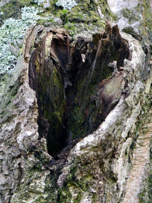 tree wood hole