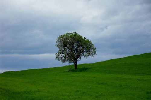 tree landscape meadow