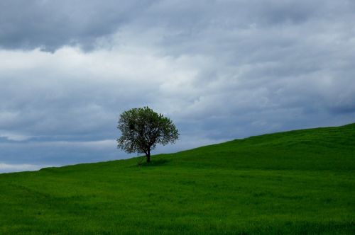 tree landscape meadow