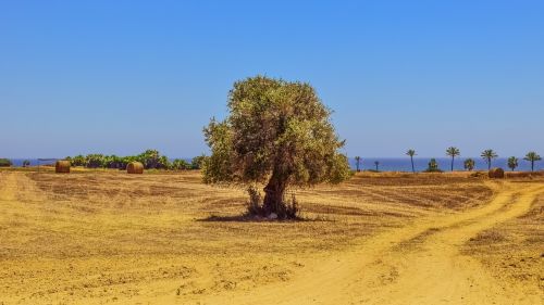 tree field agriculture