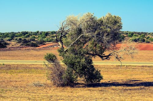 tree meadow landscape