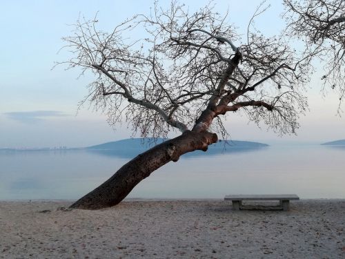 tree beach bench