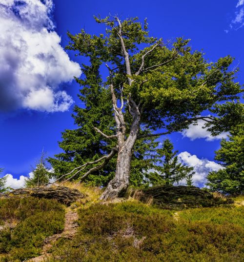 tree beech nature