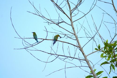 tree trees branch